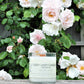 Grey Lady Candle - Nantucket, MA - Champagne Tailgate